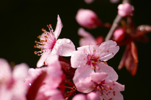 Photo close-up of pink cherry blossoms