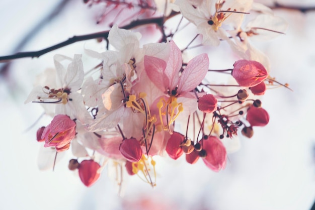 Photo close-up of pink cherry blossoms