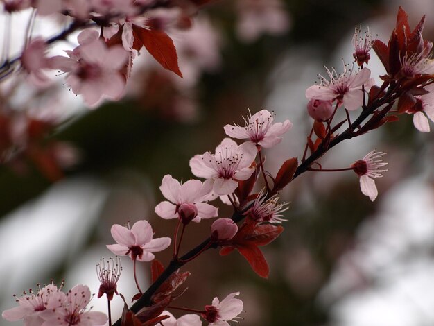 Photo close-up of pink cherry blossoms