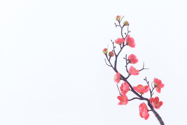 Close up pink cherry branch on white background