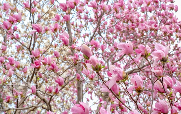 CLose up Pink chinese Magnolia soulangeana flower tree