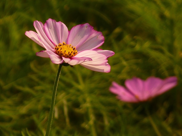 Photo close-up of pink cosmos flower on field