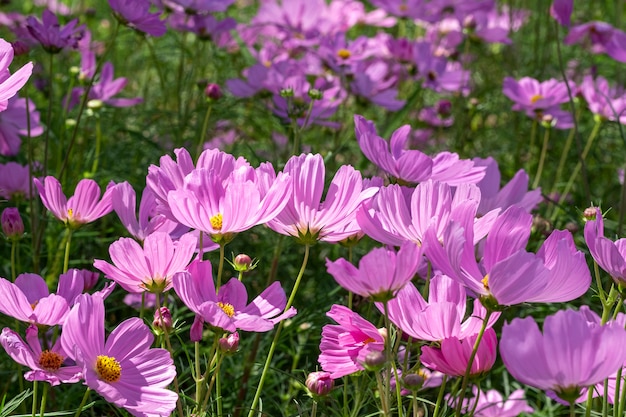 Close-up pink cosmos flower in the field.