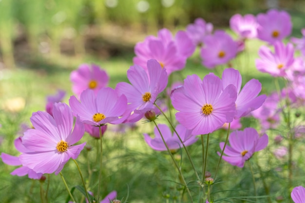 Close-up pink cosmos flower in the field.