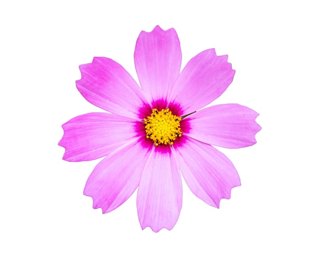 Close up pink cosmos flower isolated on white