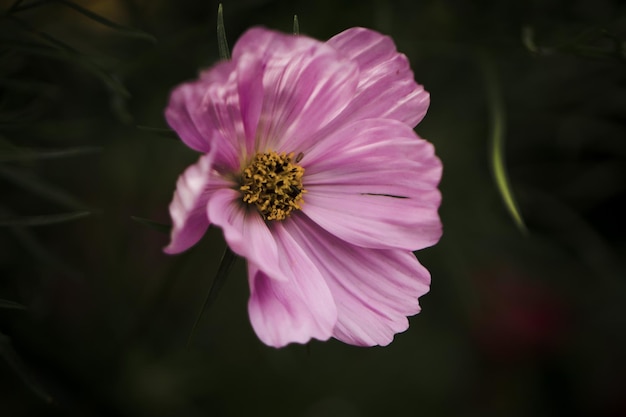 Photo close-up of pink cosmos flower