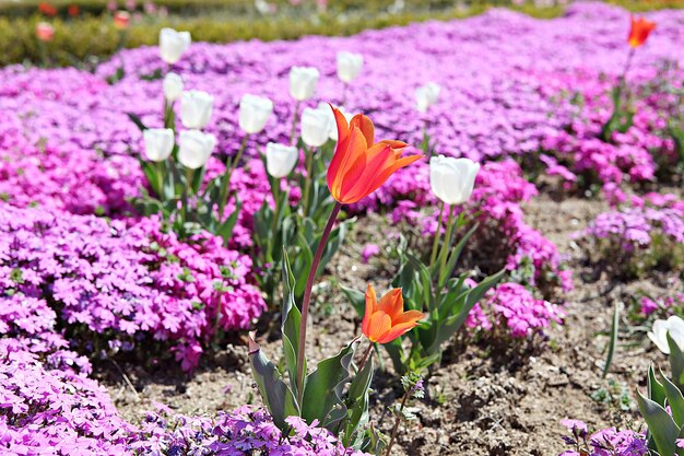 Photo close-up of pink crocus flowers on field