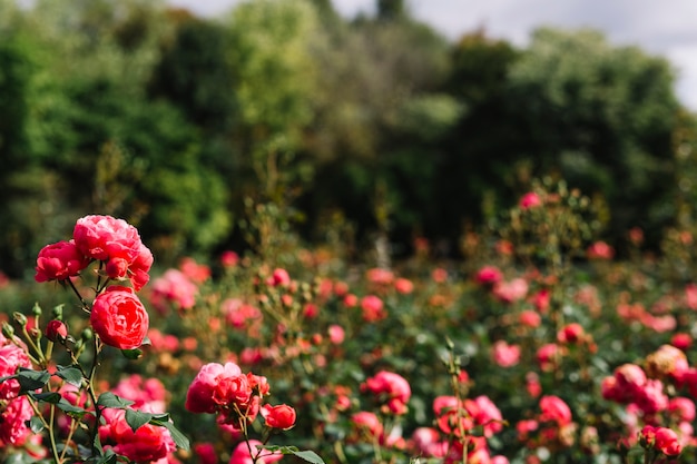 Close-up of pink cultivated flowers in garden