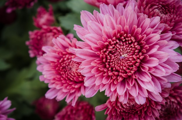 Close-up of pink dahlia