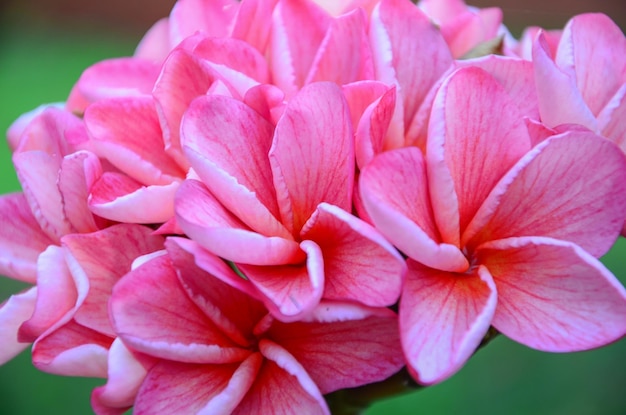 Close-up of pink dahlia