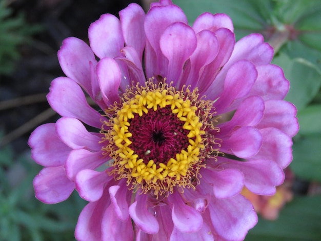 Photo close-up of pink daisy flowers