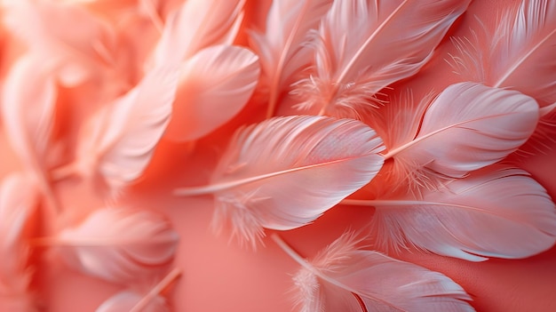 A close up of pink feathers with a pink background