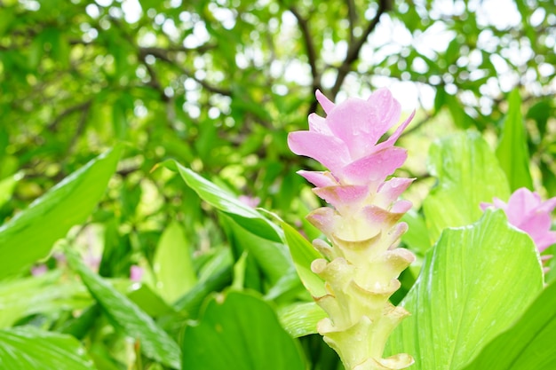 Close up Pink field of siam tulip or curcuma alismatifolia flower with bokeh soft light.