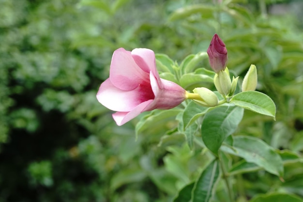 Photo close-up of pink flower blooming outdoors