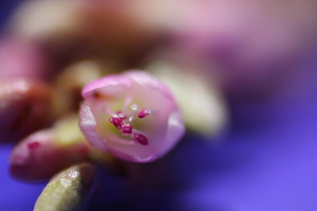 Photo close-up of pink flower growing outdoors