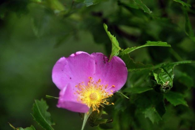 Close-up of pink flower growing outdoors