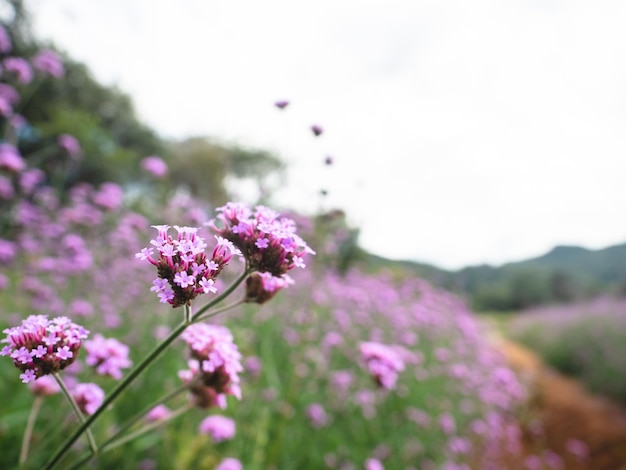 Close up pink flower in the plant beautiful floral and mountain view