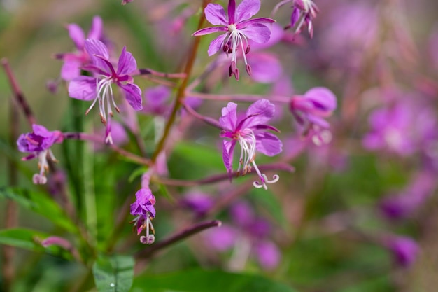 Close up of pink flower of rosebay willowherb Chamaenerion angustifolium on light green background