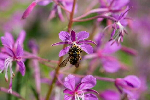 Close up of pink flower of rosebay willowherb Chamaenerion angustifolium on light green background