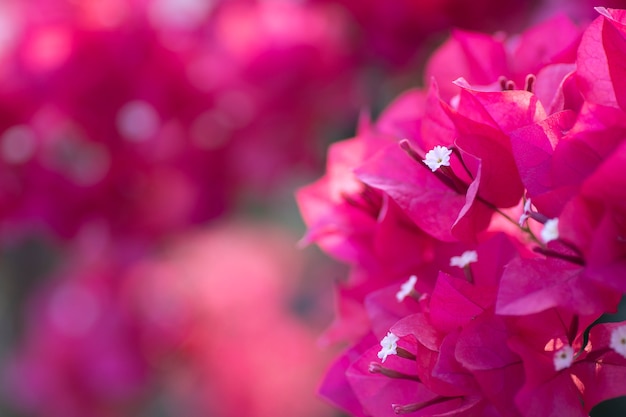 Close up pink flower in a sunny day beautiful bougainvillea bougainvillea glabra flowers