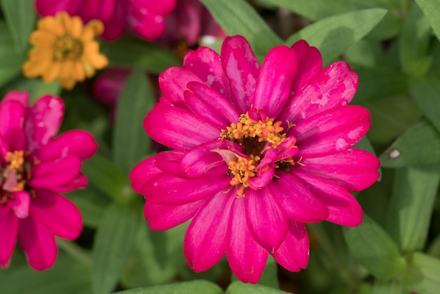 Close-up of pink flower