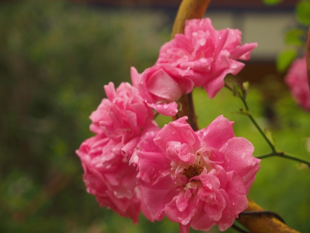 Close-up of pink flower