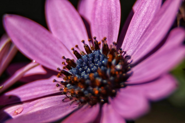 Photo close-up of pink flower