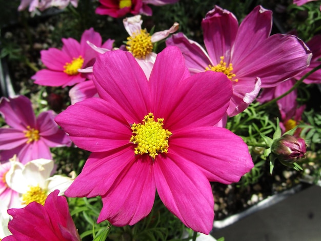 Close-up of pink flower