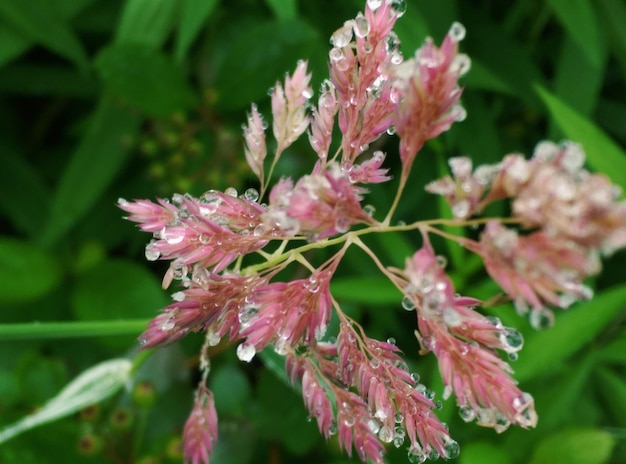 Photo close-up of pink flower