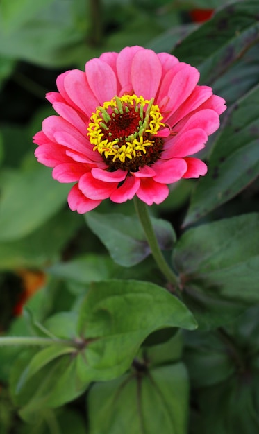 Photo close-up of pink flower