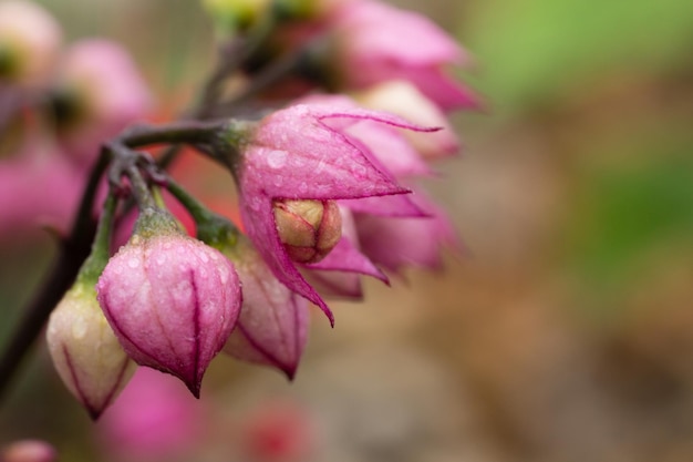 Close-up of pink flower