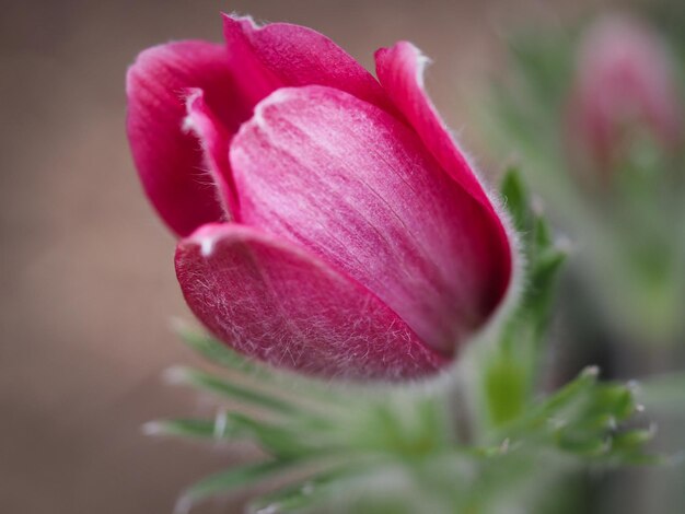 Photo close-up of pink flower