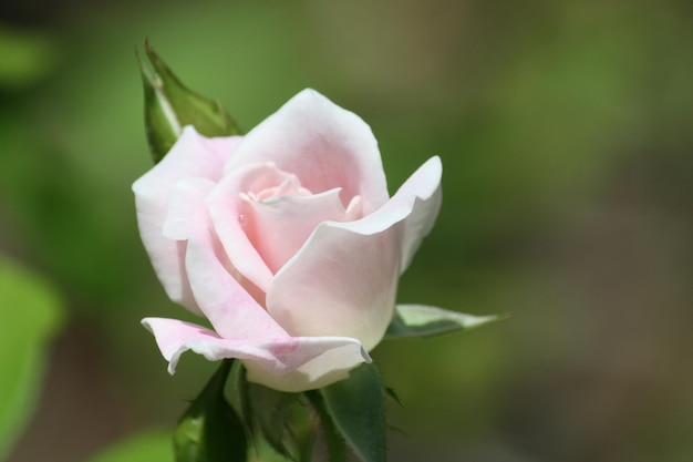 Photo close-up of pink flower