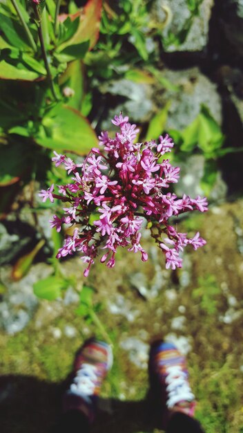 Close-up of pink flower