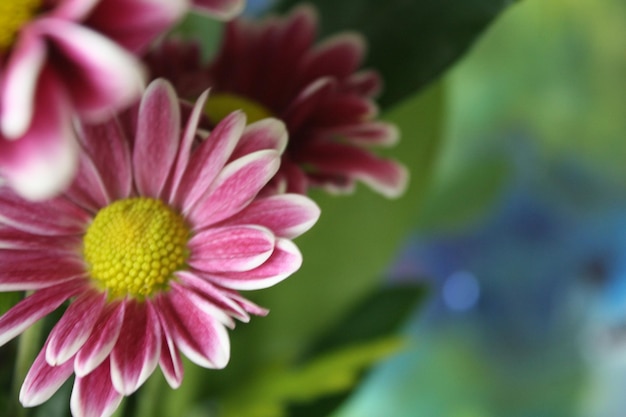 Close-up of pink flower