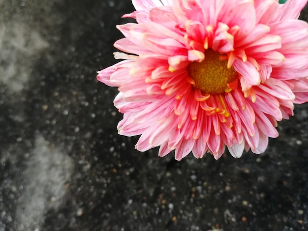 Close-up of pink flower