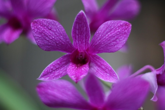 Photo close-up of pink flower