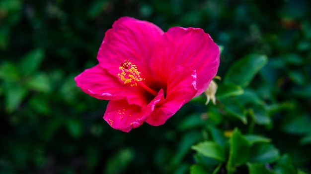 Close-up of pink flower