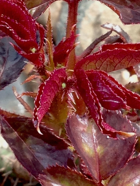 Close-up of pink flower