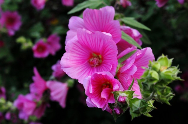 Close-up of pink flowering plant in park