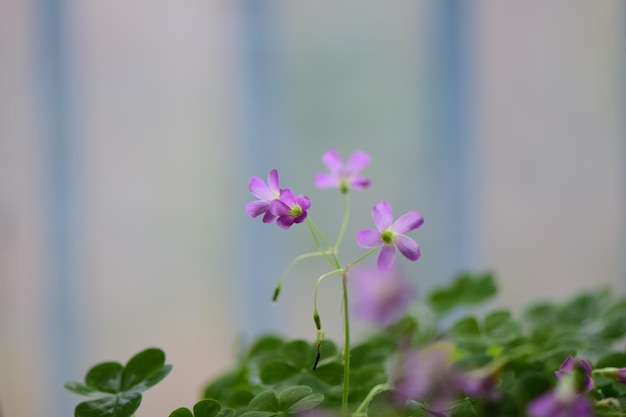 Photo close-up of pink flowering plant