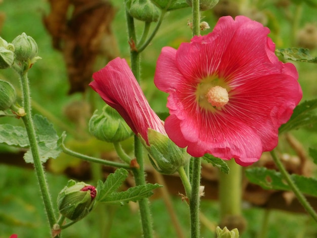 Close-up of pink flowering plant