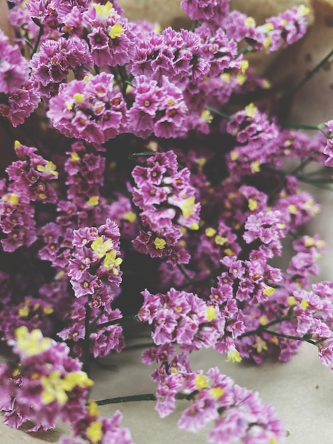 Photo close-up of pink flowering plant