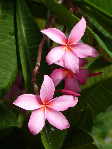 Close-up of pink flowering plant