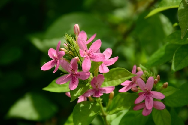 Close-up of pink flowering plant