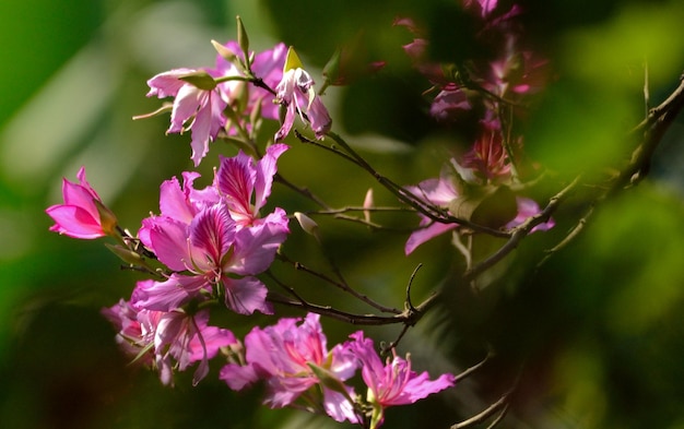 Photo close-up of pink flowering plant