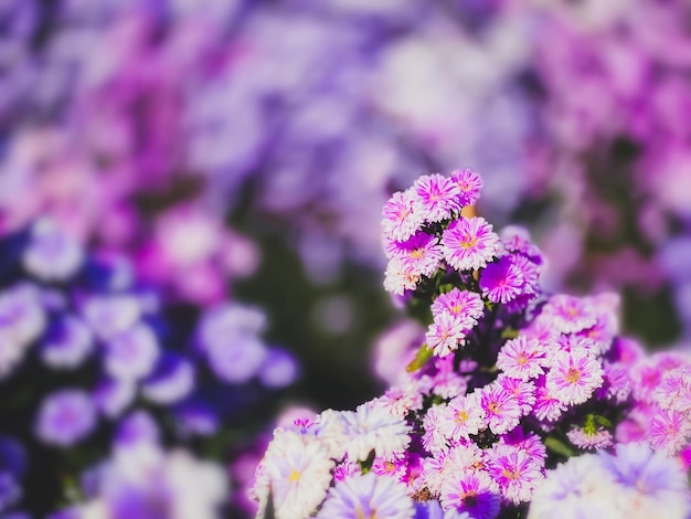 Photo close-up of pink flowering plant