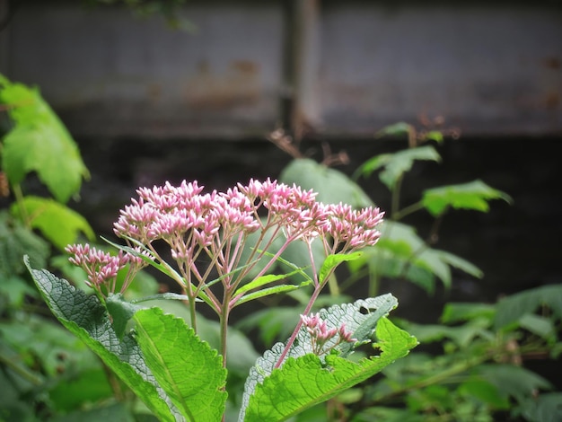 Photo close-up of pink flowering plant