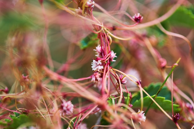 Photo close-up of pink flowering plant