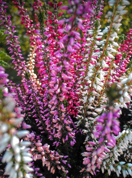 Photo close-up of pink flowering plants